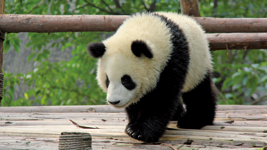 Живые панды в россии. Панда Живая. Панда Живая маленькая. Панда настоящая. Панду закажи.