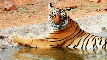 Tag: Ranthambore – Business Traveller